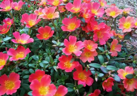 ポーチュラカ「ピンク」 ポーチュラカ,ハナスベリヒユ,ハナスベリの写真素材