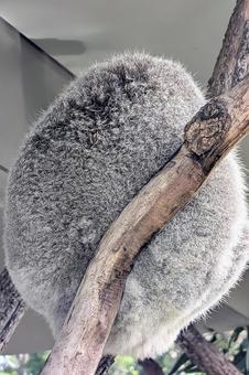 コアラの後ろ姿 コアラ,動物,寝姿の写真素材