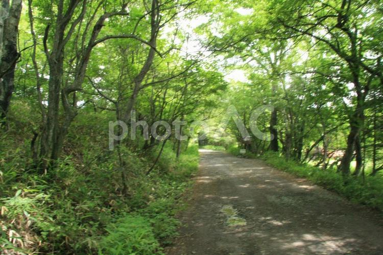 山梨県北杜市の森の小路 自然,緑,森の写真素材