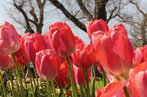 チューリップの写真