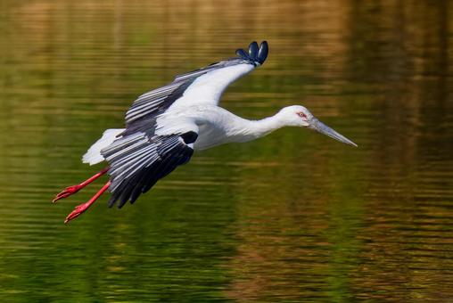 池に飛んで来たコウノトリ コウノトリ,鸛,幸せを運ぶ鳥の写真素材