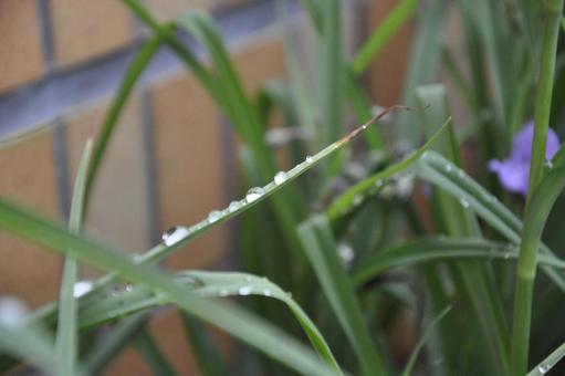 Photo, leaf, drop, after the rain, 