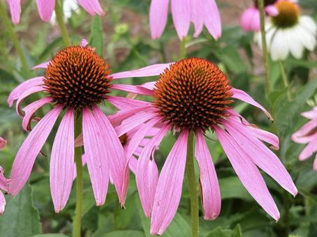 ムラサキバレンギク 02 紫馬簾菊,ムラサキバレンギク,エキナセアの写真素材