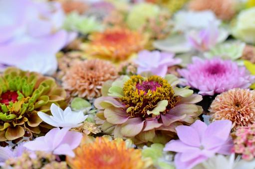 花手水 花手水,花,神社の写真素材