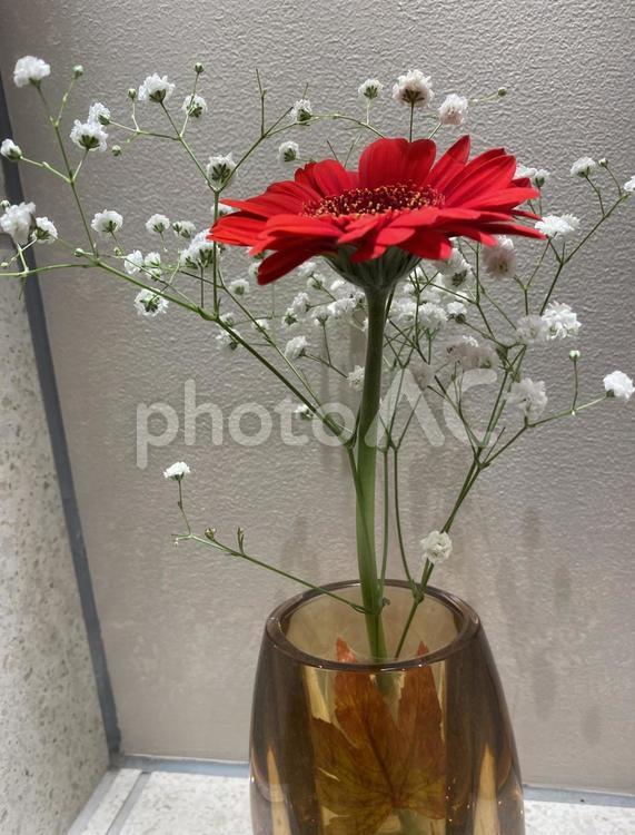 花瓶に飾った赤い花　ガーベラ　かすみ草 花瓶,花,赤い花の写真素材