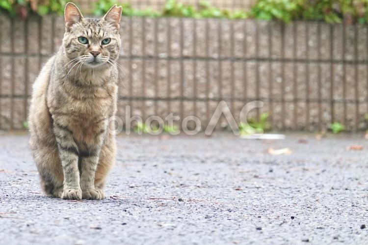 ネコ　姿勢が良い ニャンコ,ネコ,キャットの写真素材