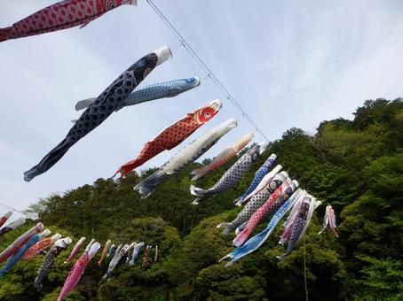 Photo, carp streamer, decoration, hang, 
