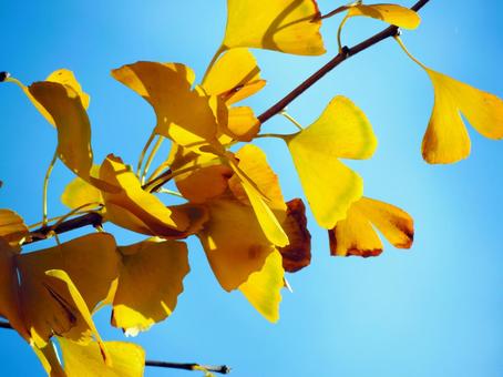 銀杏の葉 イチョウ,秋,木の写真素材