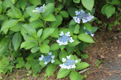 Hydrangea 105, JPG