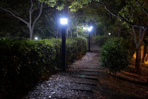 猿江恩賜公園　夜景　2025年 猿江恩賜公園,夜,公園の写真素材