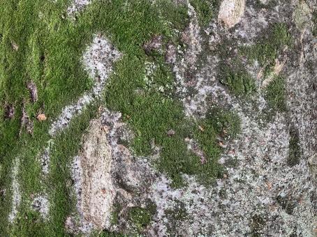 苔と樹皮肌テクスチャー 苔と樹皮肌テクスチャーの写真