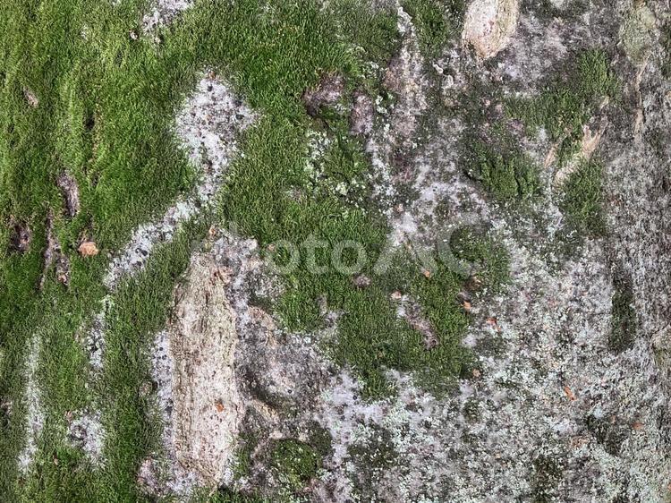 苔と樹皮肌テクスチャー 苔,樹皮肌,テクスチャーの写真素材