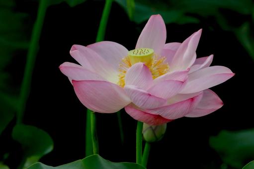 蓮 蓮 蓮,ハス,上野公園の写真素材