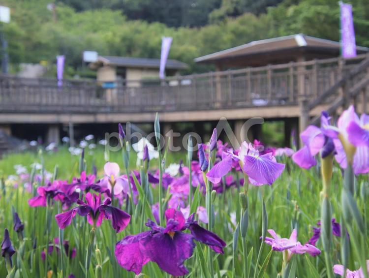 庭園の花しょうぶが開花 花しょうぶ,花,花びらの写真素材