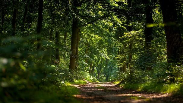 夏の森の小径、自然の美しさ 夏の森の小径、自然の美しさの写真