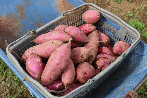 採れたてさつまいも 芋掘り,さつまいも掘り,芋洗いの写真素材