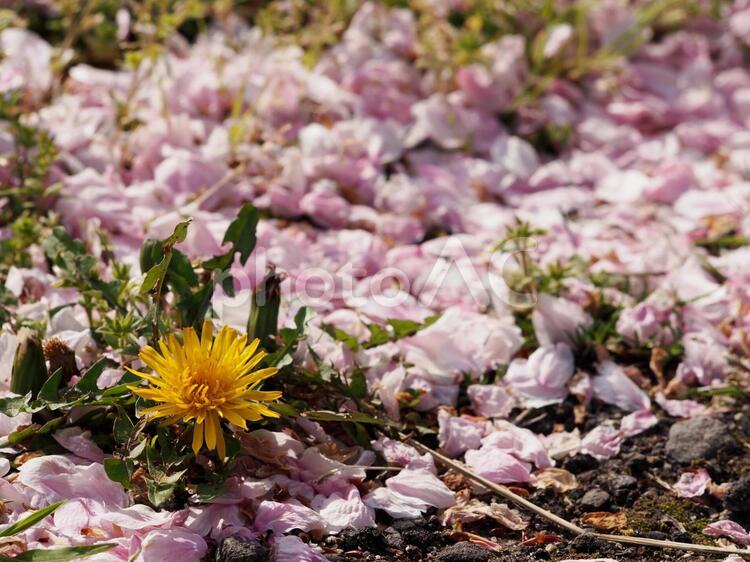 タンポポと散った桜の花びら タンポポ,たんぽぽ,蒲公英の写真素材