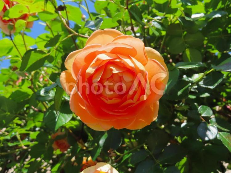 オレンジ色のバラ バラ,オレンジ色,花の写真素材