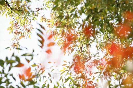 紅葉とひかり モミジ,もみじ,紅葉の写真素材