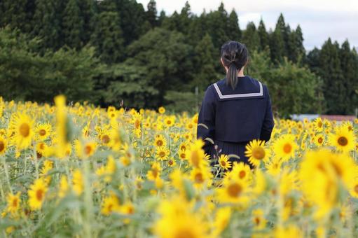 違和感（ひまわり） ひまわり,夏,風景の写真素材