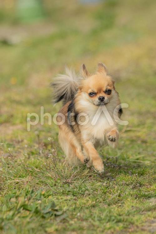 チワワ　散歩　走る２５ チワワ,犬,ロングコートの写真素材