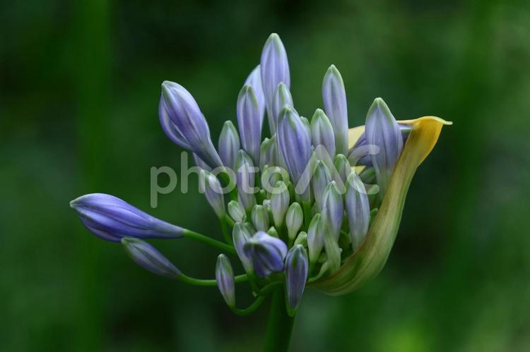 放射状に咲く アガパンサス,紫君子蘭,ムラサキクンシランの写真素材