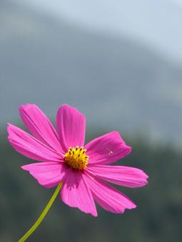 コスモス 2009 01 コスモス 2009 01 コスモス,秋桜,キク科の写真素材