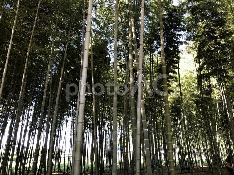 竹林　栃木 竹,林,竹林の写真素材