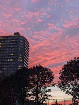 タワマンとうろこ雲の夕焼け タワマン,うろこ雲,夕焼けの写真素材