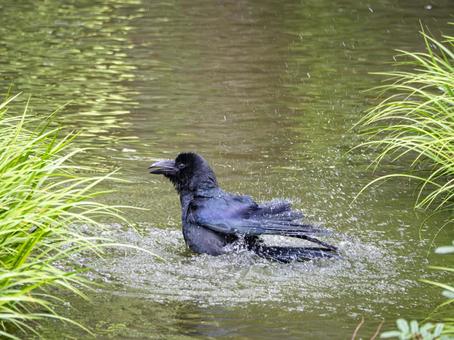 水しぶきを上げるカラスの行水 水しぶきを上げるカラスの行水 カラス,鳥,水浴びの写真素材