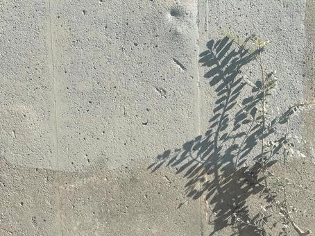植物 影 光 日差し 植物 影 光 日差し 植物,光,影の写真素材