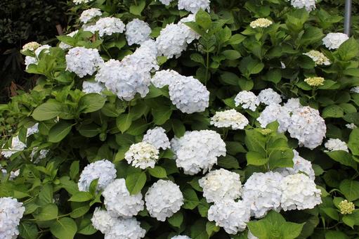 あじさい83 あじさい83 あじさい,紫陽花,アジサイの写真素材