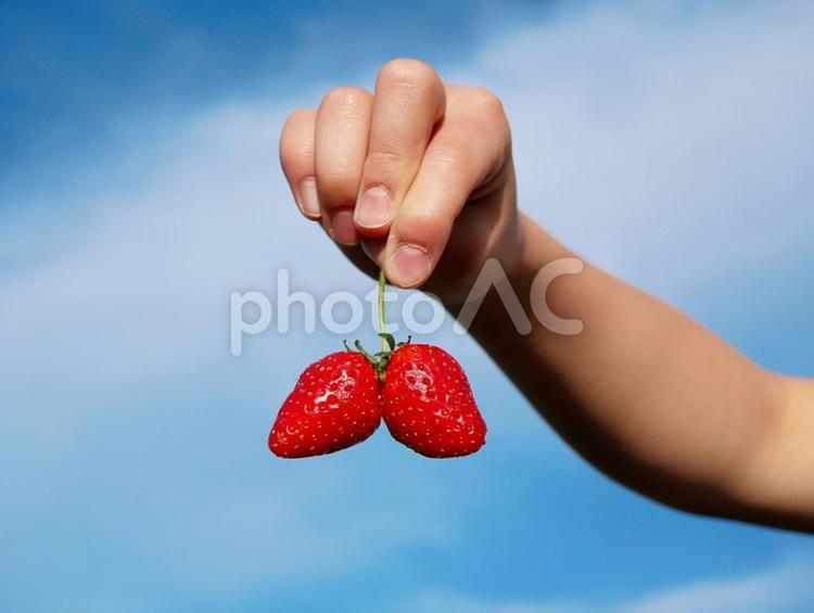 いちご狩りの季節 苺,いちご狩り,果物狩りの写真素材