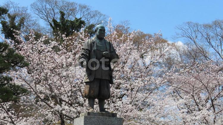 岡崎城　徳川家康の銅像と満開の桜 岡崎城,龍城,徳川家康の写真素材