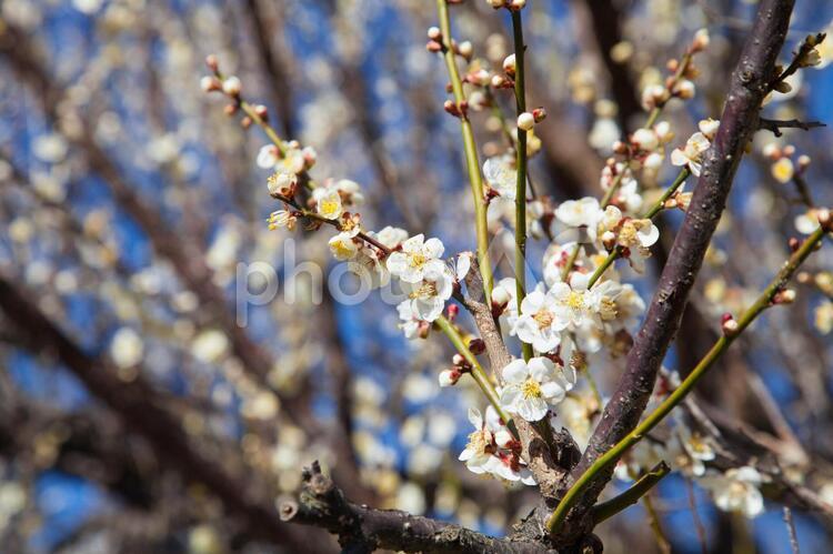 梅の花とつぼみ spring,つぼみ,単品の写真素材