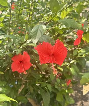 ハイビスカス 赤 ハイビスカス 赤 花,自然,ハイビスカスの写真素材