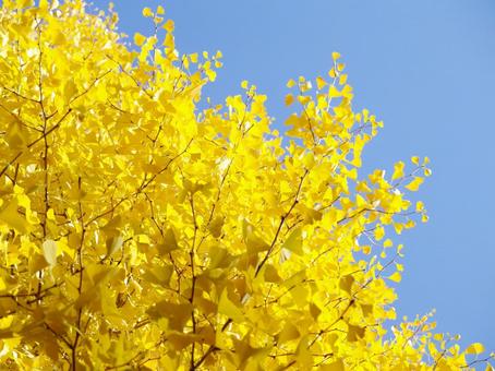 黄金色のイチョウと秋晴れの青空 イチョウ,銀杏,イチョウの木の写真素材