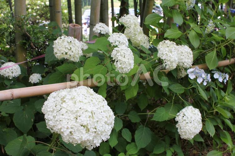 あじさい10 あじさい,紫陽花,梅雨の写真素材