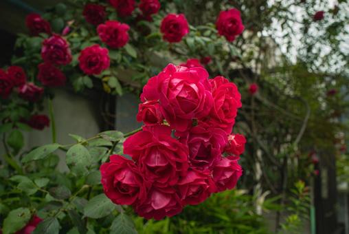 真っ赤なバラ 真っ赤なバラ バラ,ばら,薔薇の写真素材