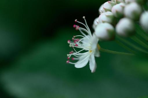 Photo, shimano, flower, a flower, 