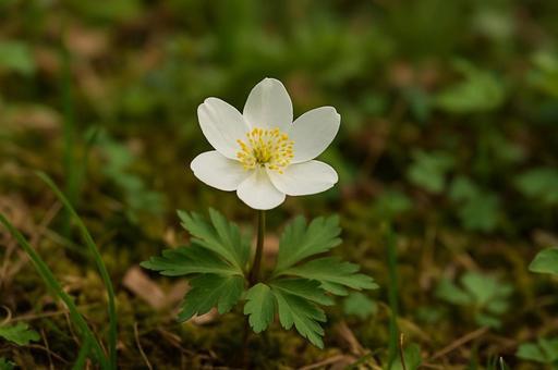 森に咲く白い花 森に咲く白い花の写真