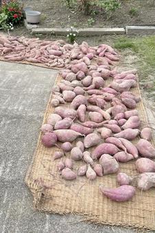 サツマイモ大量収穫 さつまいも,収穫,大量の写真素材