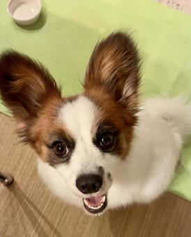 おかわりください! おかわりください!の写真