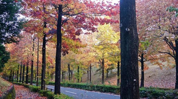 紅葉-1300の写真