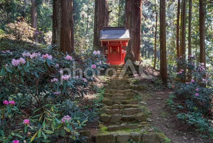室生寺のシャクナゲ 風景,色どり,4月の写真素材