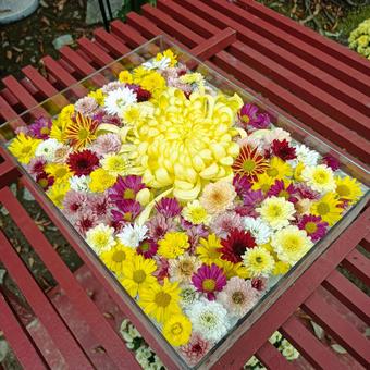 花手水 菊の花,カラフル,菊まつりの写真素材