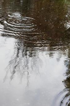 水面に映る木々と雨の波紋_縦 水面に映る木々と雨の波紋_縦 水たまり,波紋,雨の写真素材