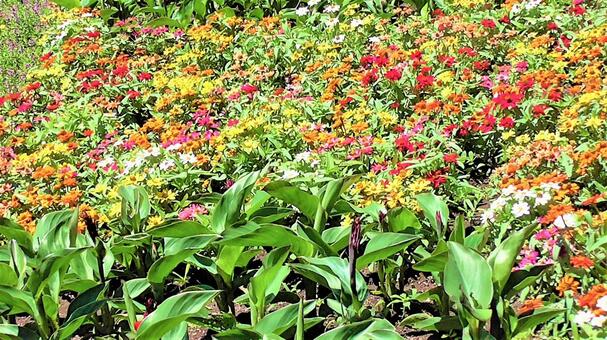 お花畑 お花畑の写真