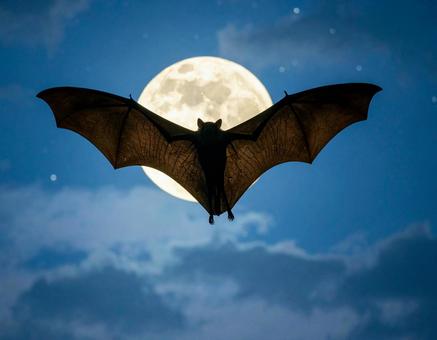 月夜のコウモリ① 月夜のコウモリ①の写真