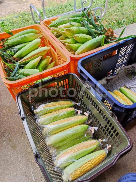 トウモロコシの収穫と出荷 とうもろこし,収穫,出荷の写真素材